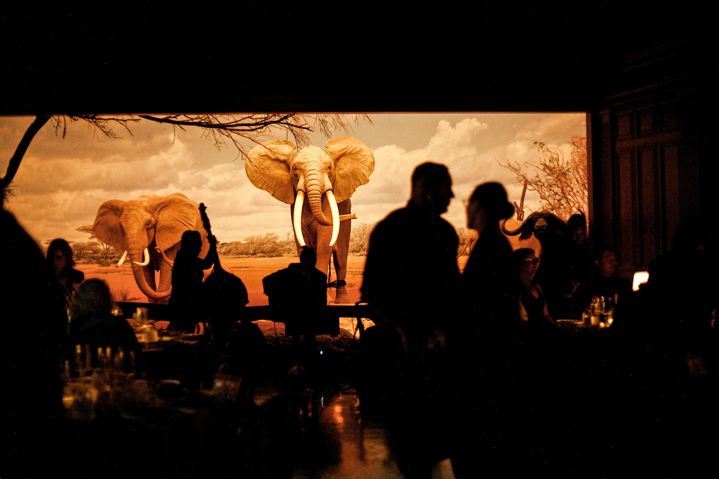 Silhouettes of people dining indoors at a TGIS catered event in Los Angeles while a large screen behind them displays elephants walking in the wild landscape.