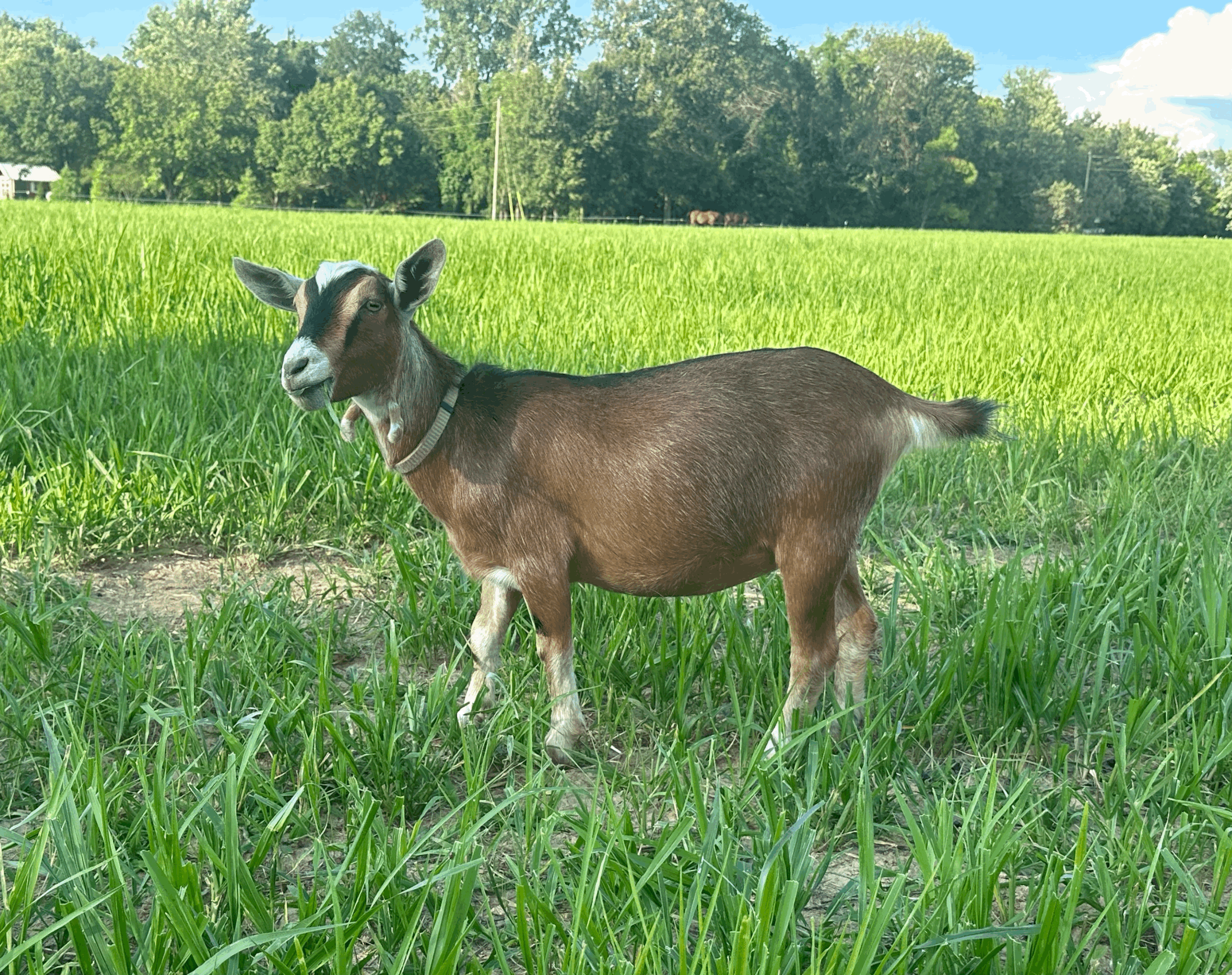 tempImageBlEpFR.gif