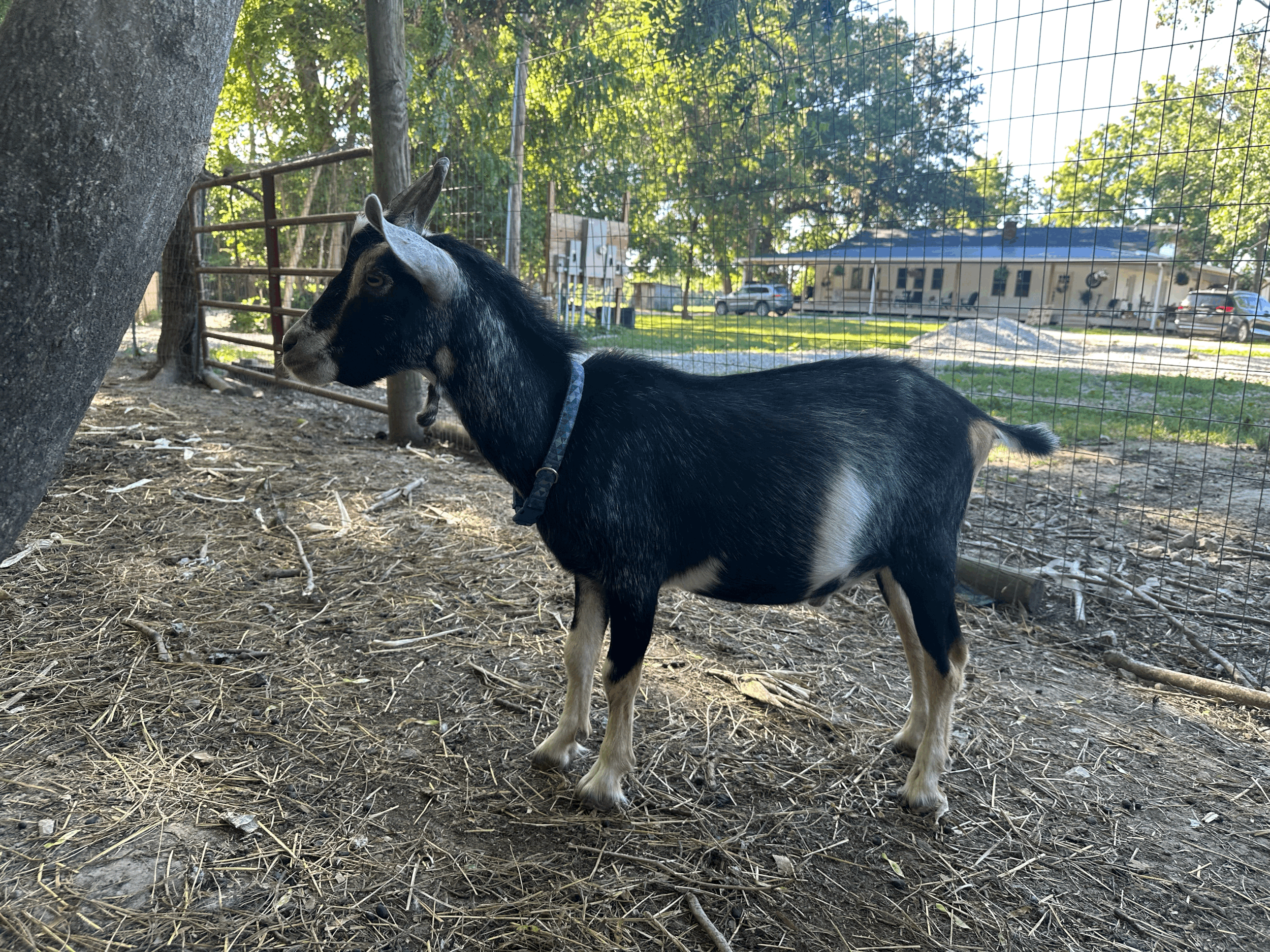 tempImagelG13M2.gif