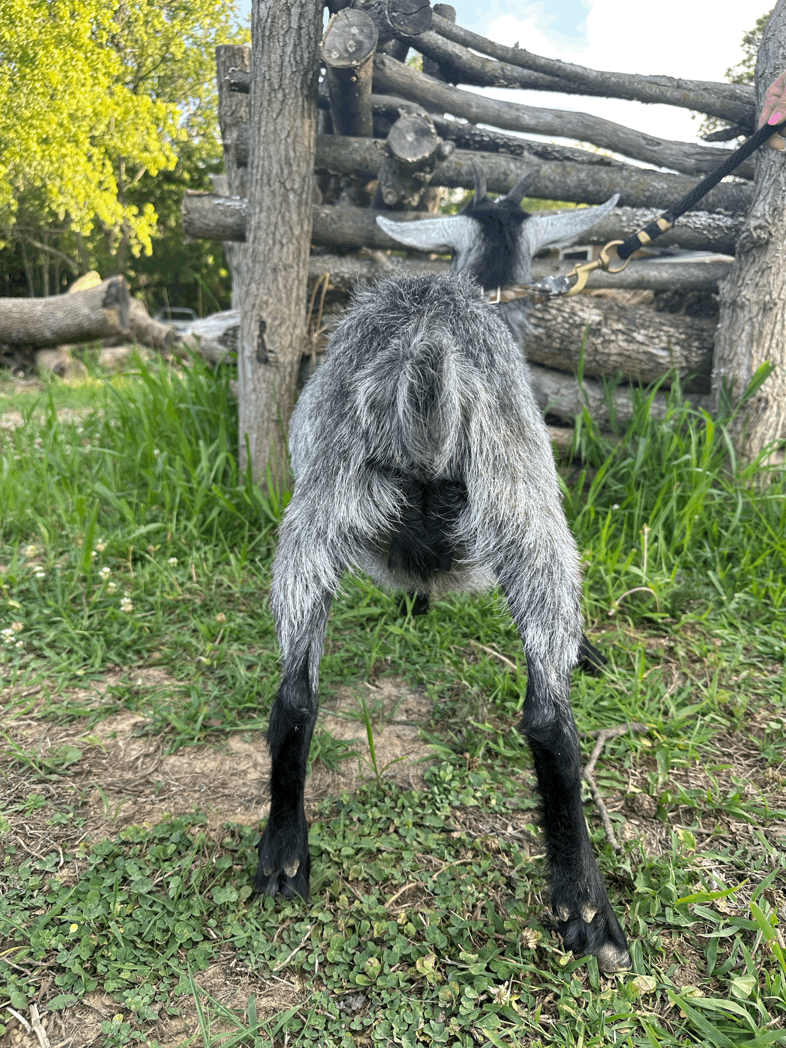 tempImageKQuZGe.gif
