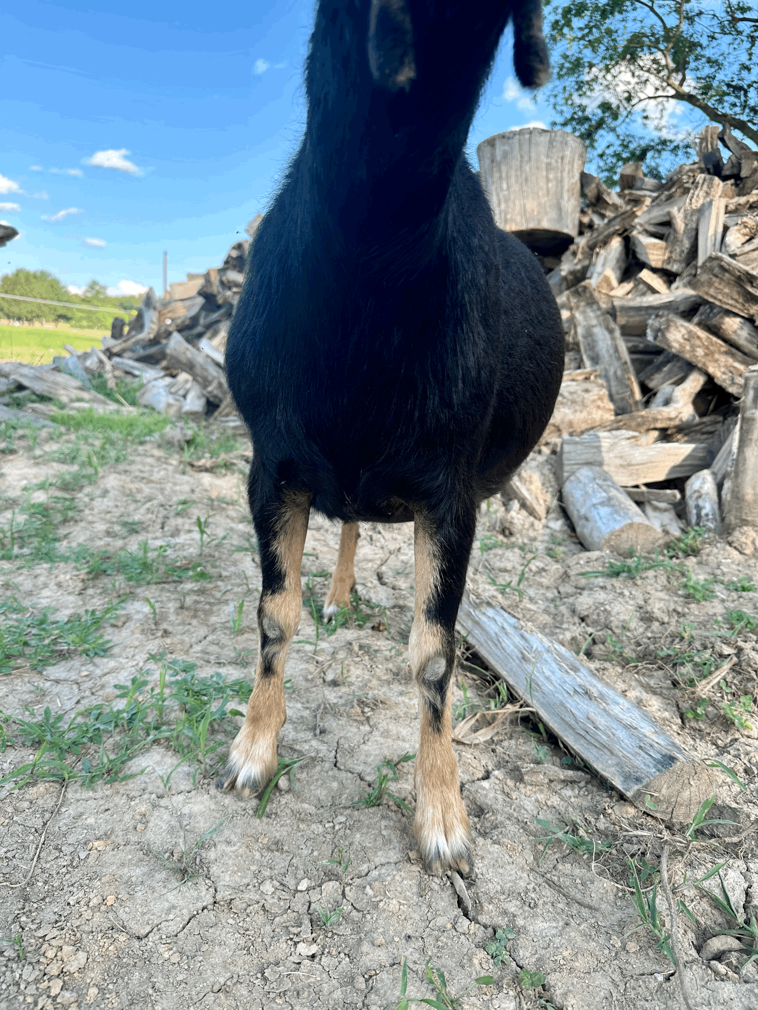 tempImageozvr2w.gif