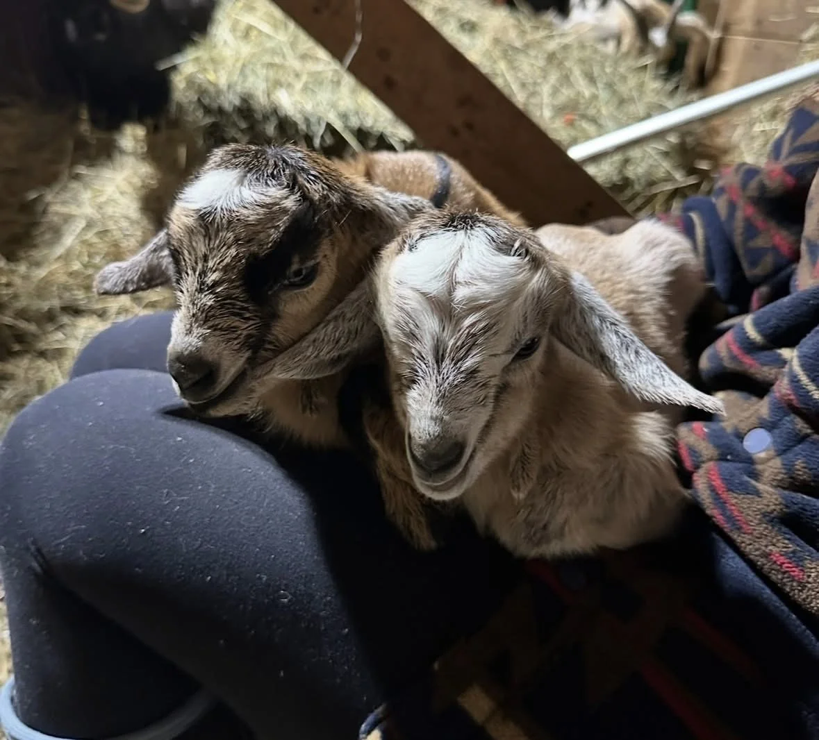 Baby Goat Snuggles &amp; Hot Cocoa 