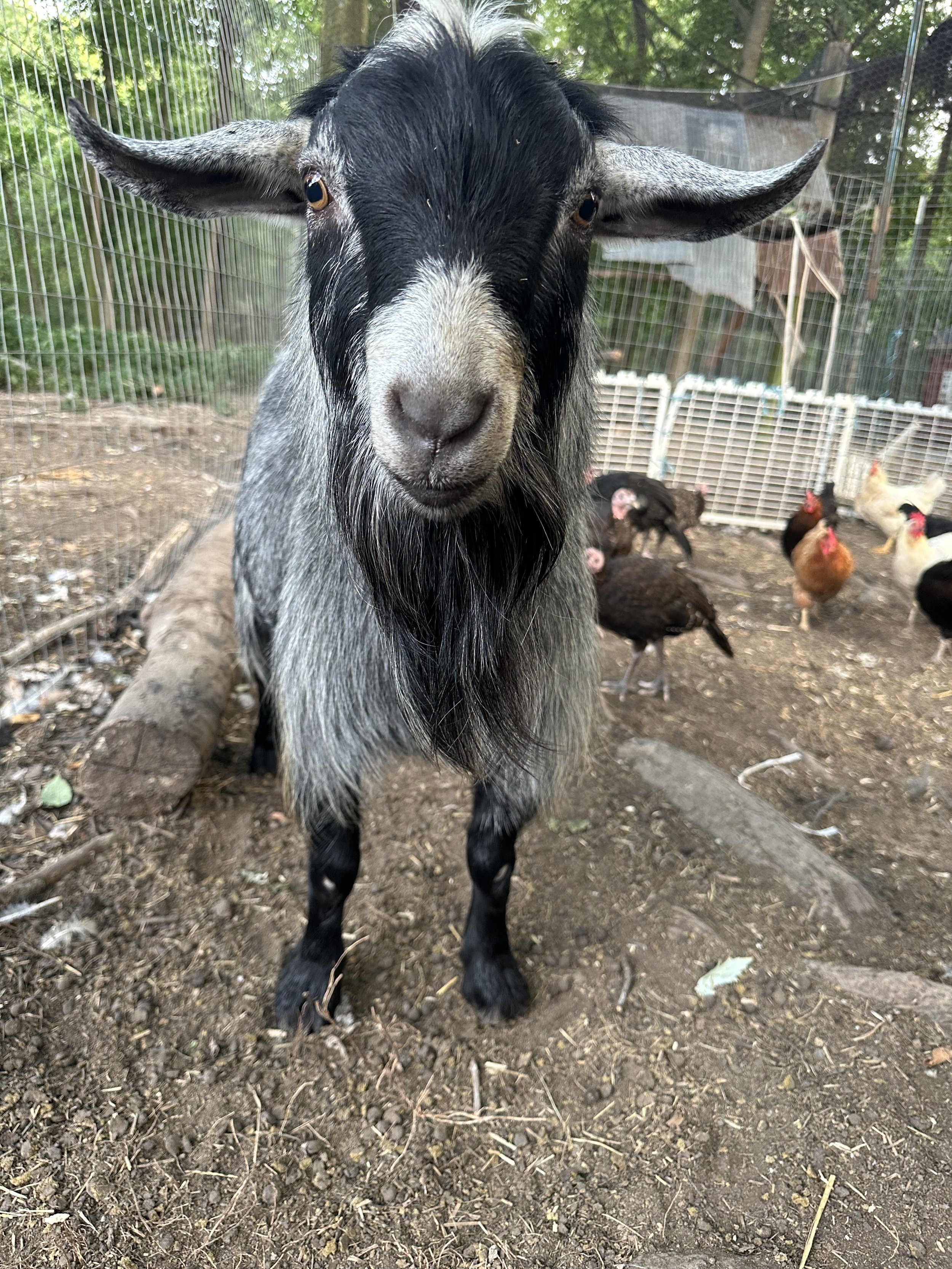 Buckley (Breeding Only)