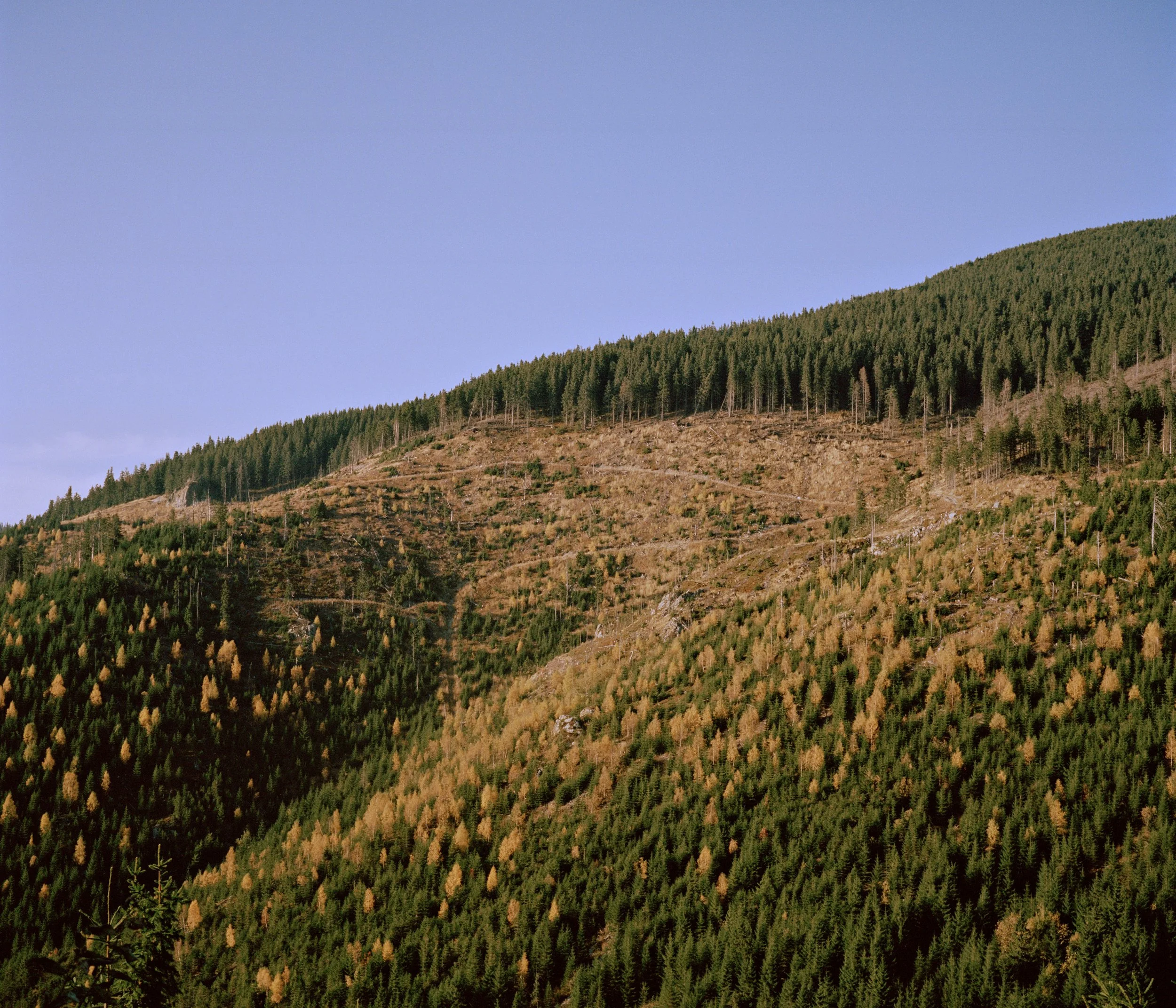 004Clearcut2.jpg