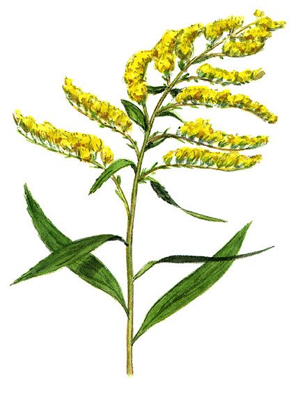 goldenrod.jpg