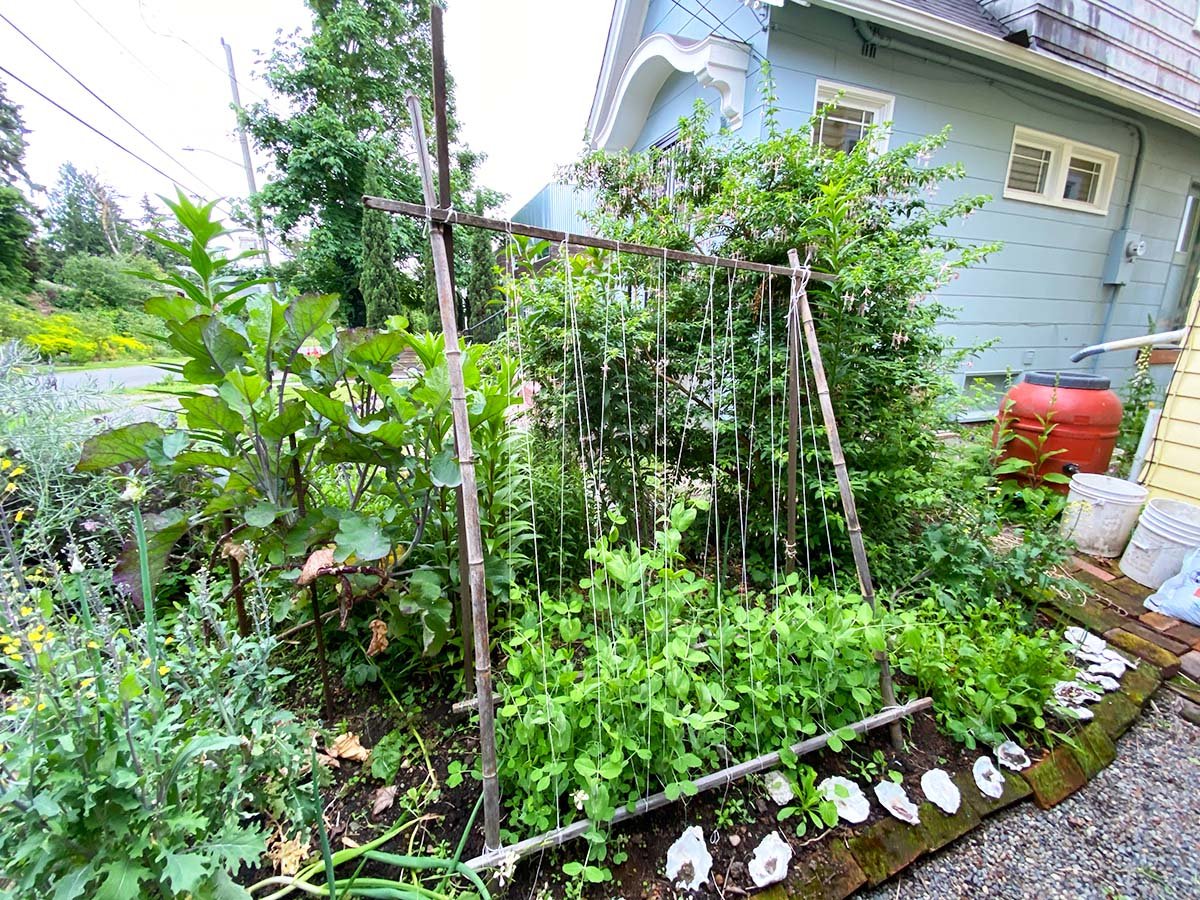 Vegetable Garden 5.jpg