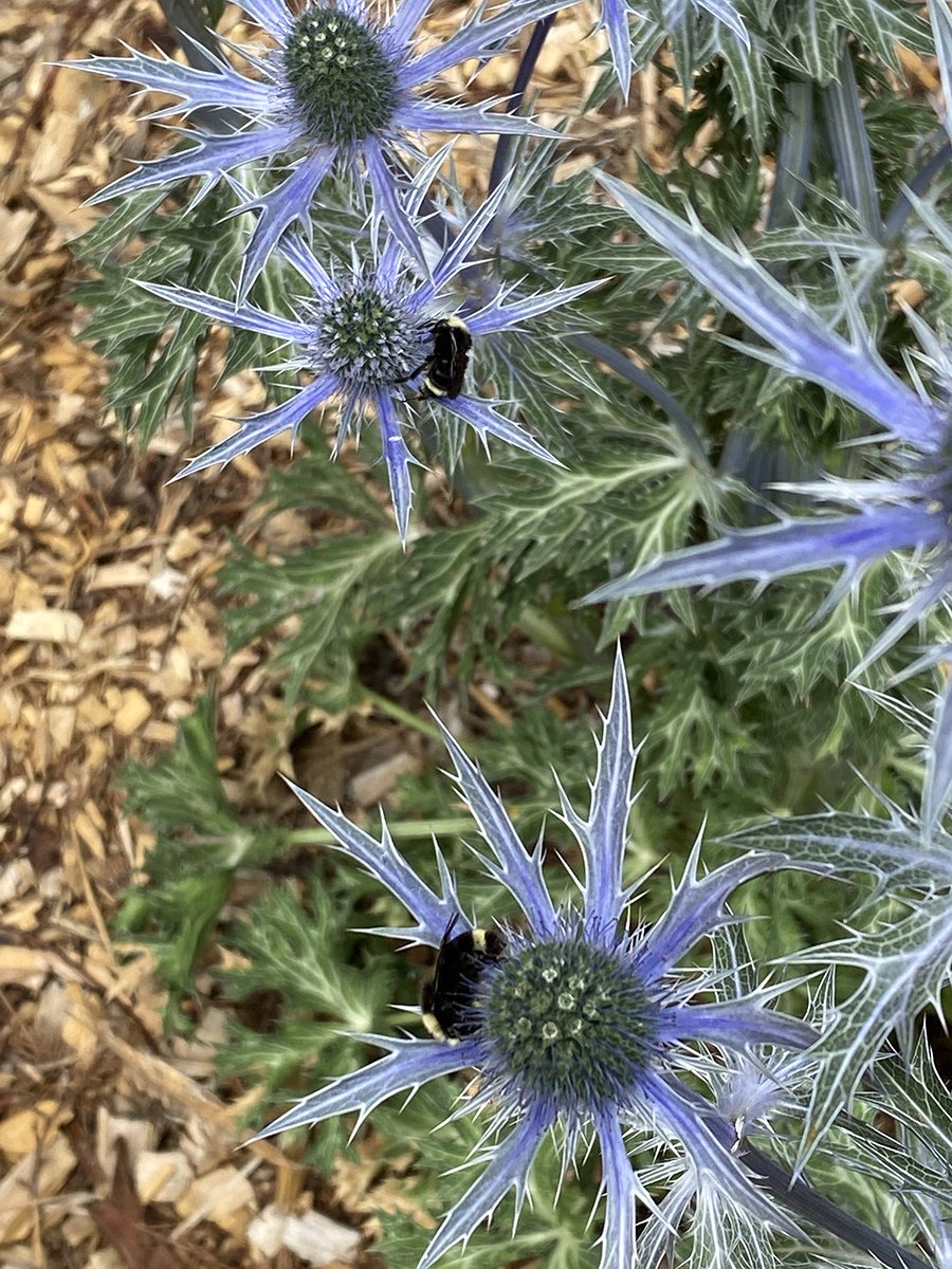 sea holly with bees.jpg