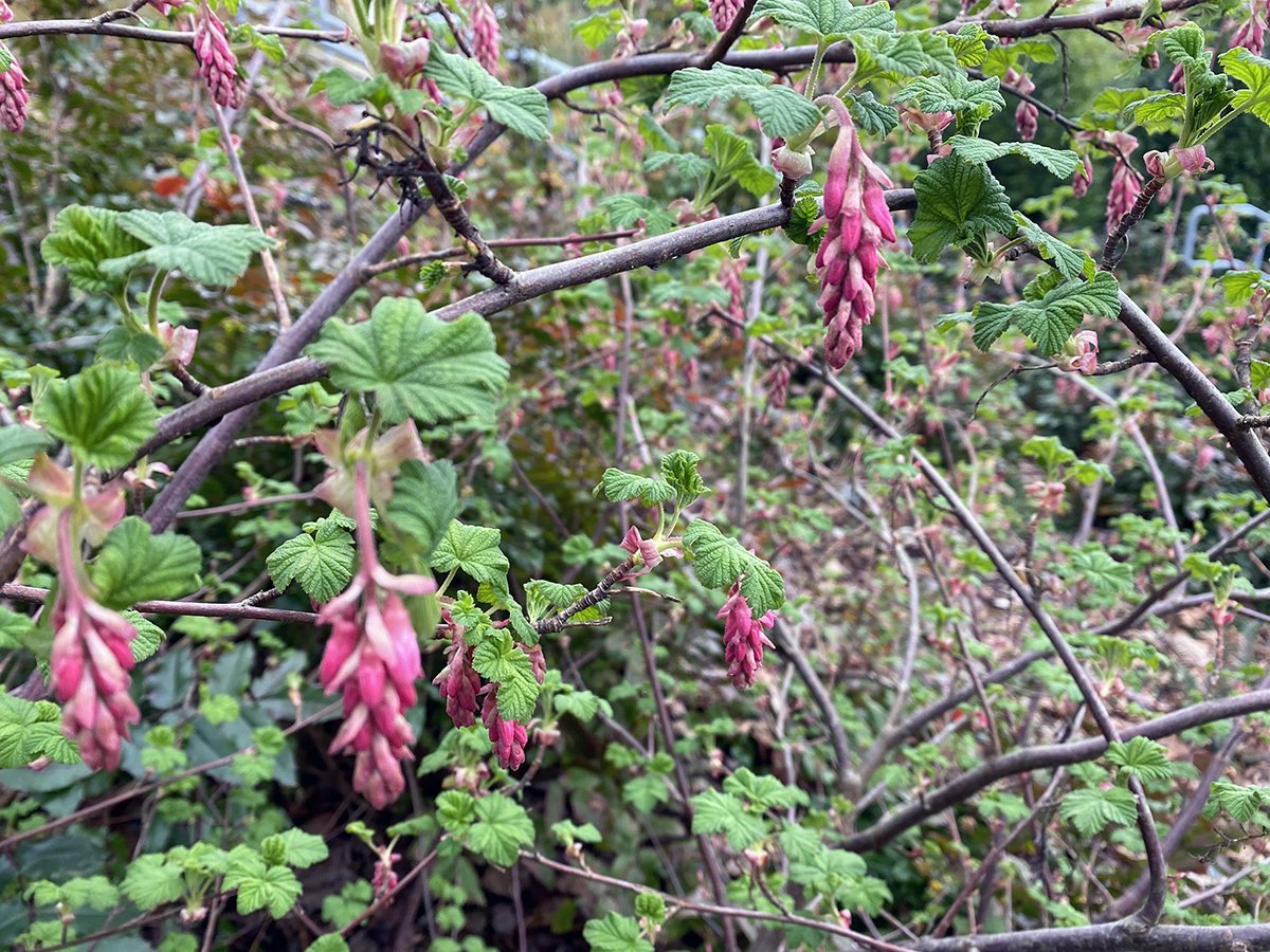 native plants.jpg