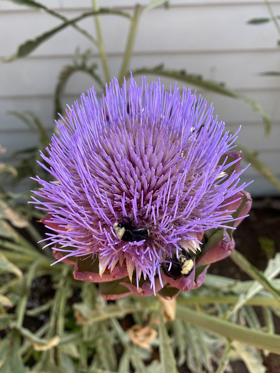 artichoke with bees.jpg