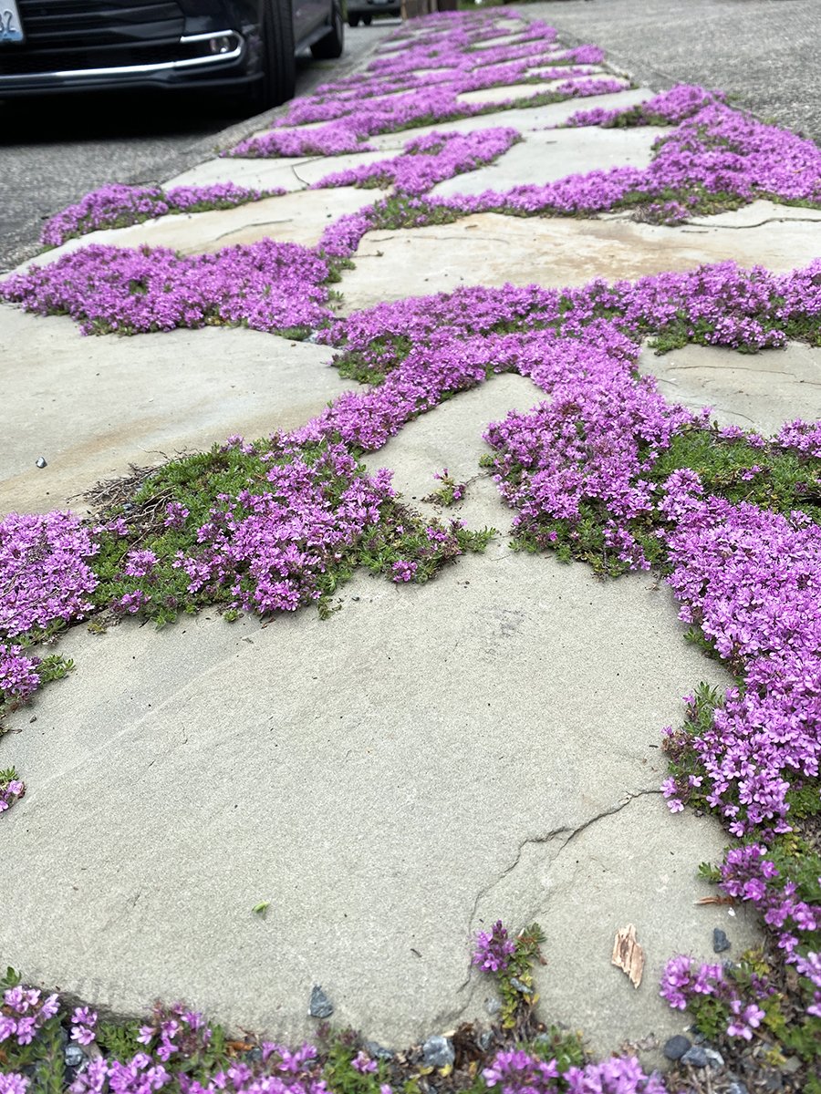 pink thyme.jpg