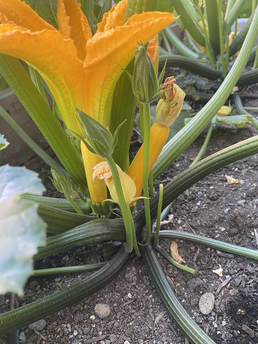 squash.jpg