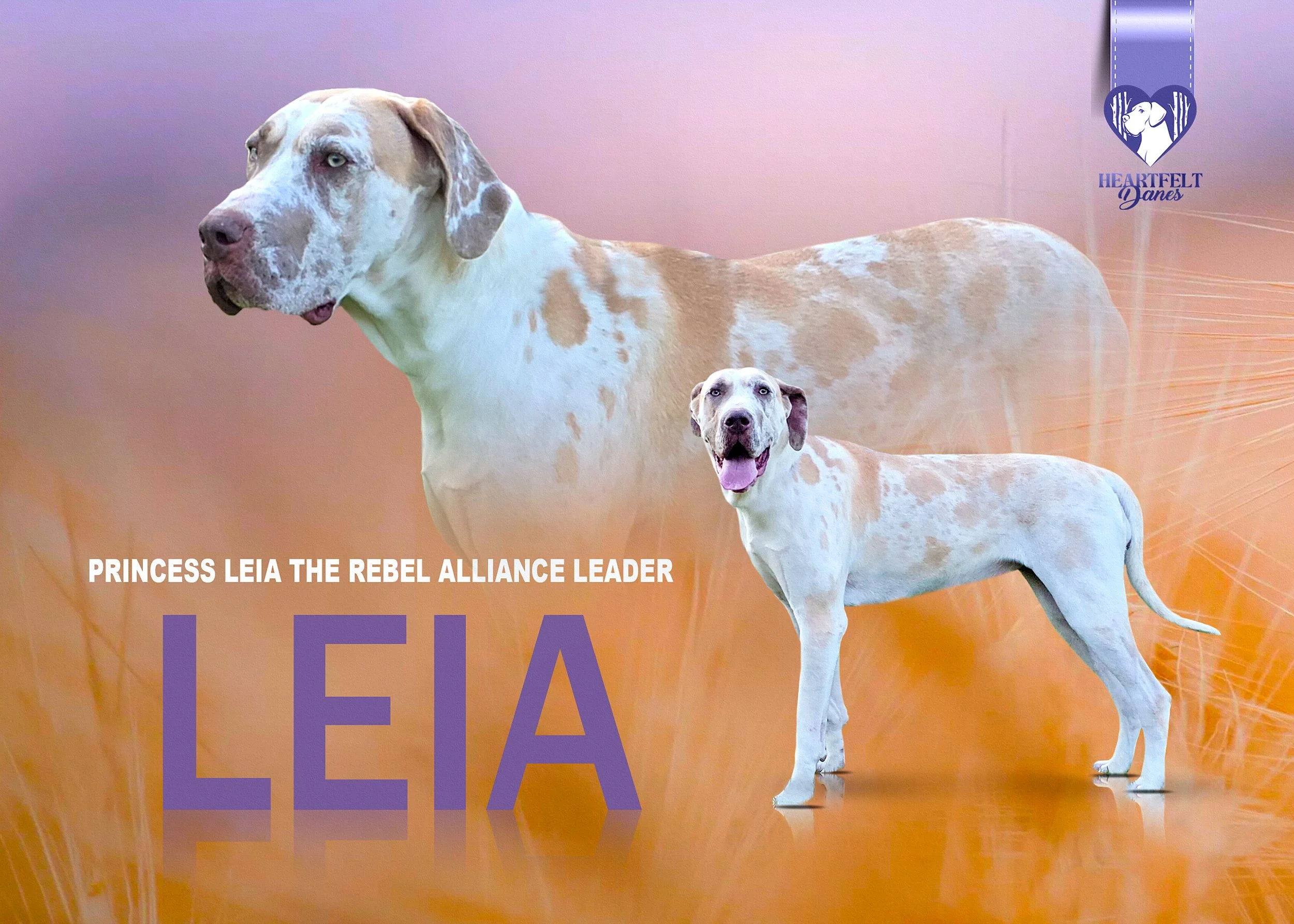 Leia_card_04.jpg