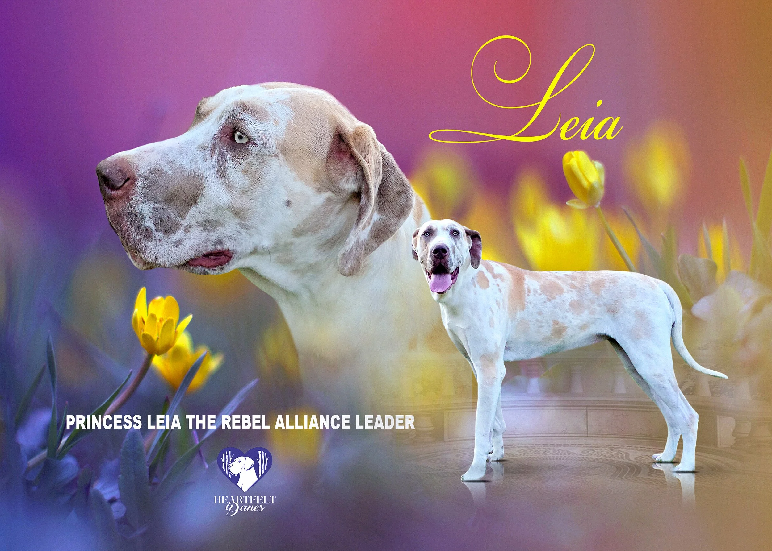 Leia_card_01.jpg