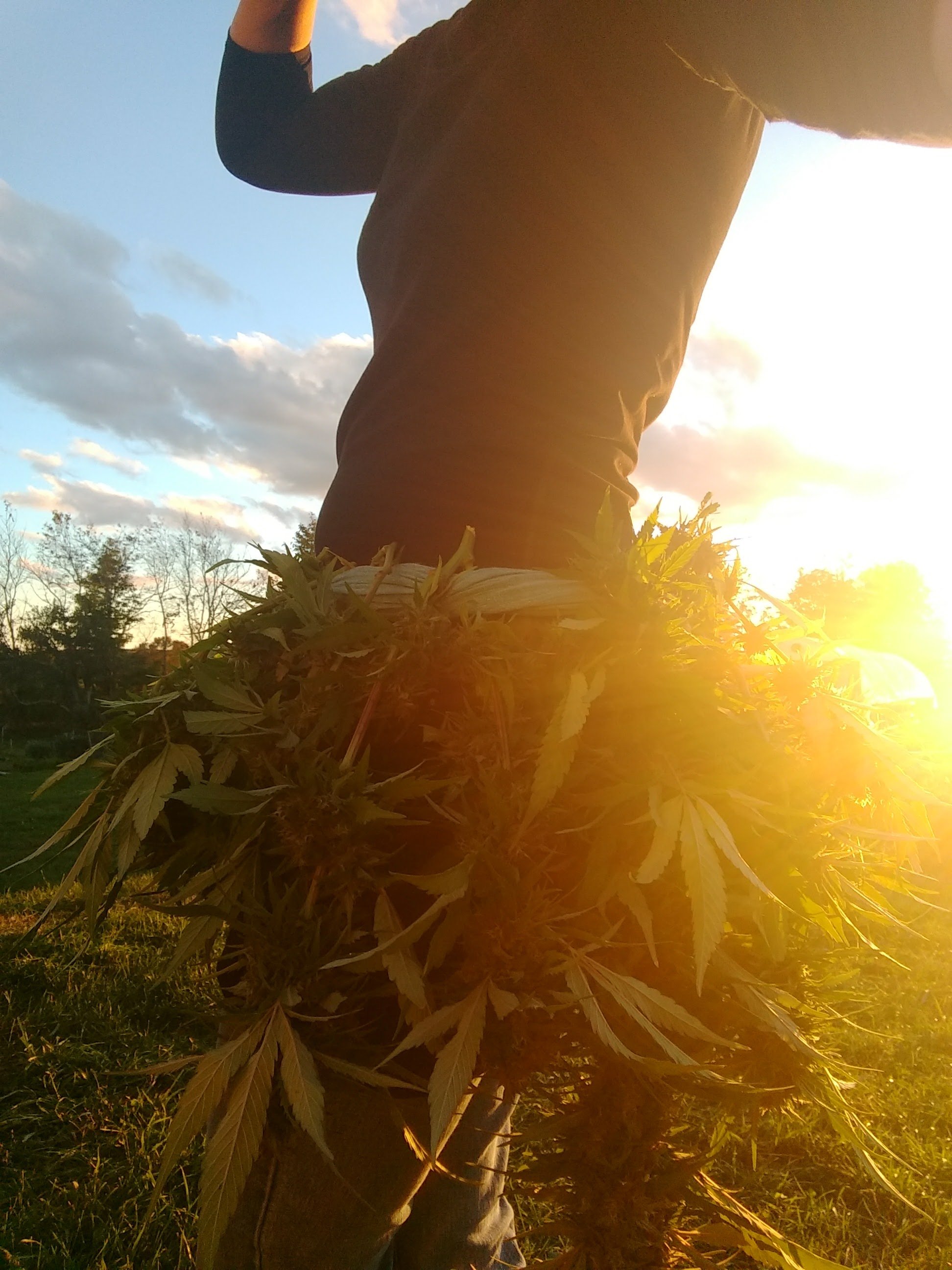 Cannabispflanzen in der Sonne