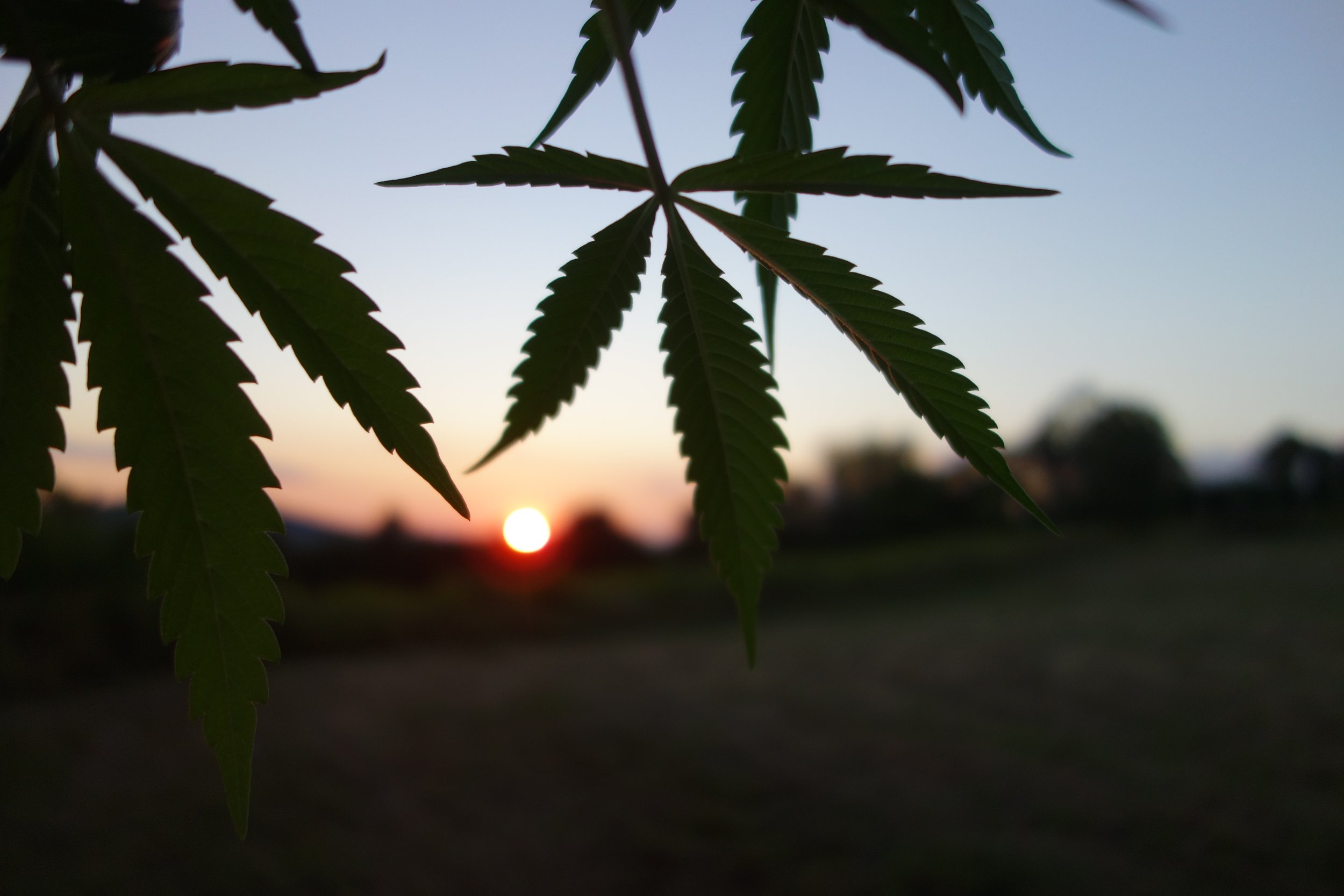 Cannabis im Sonnenuntergang