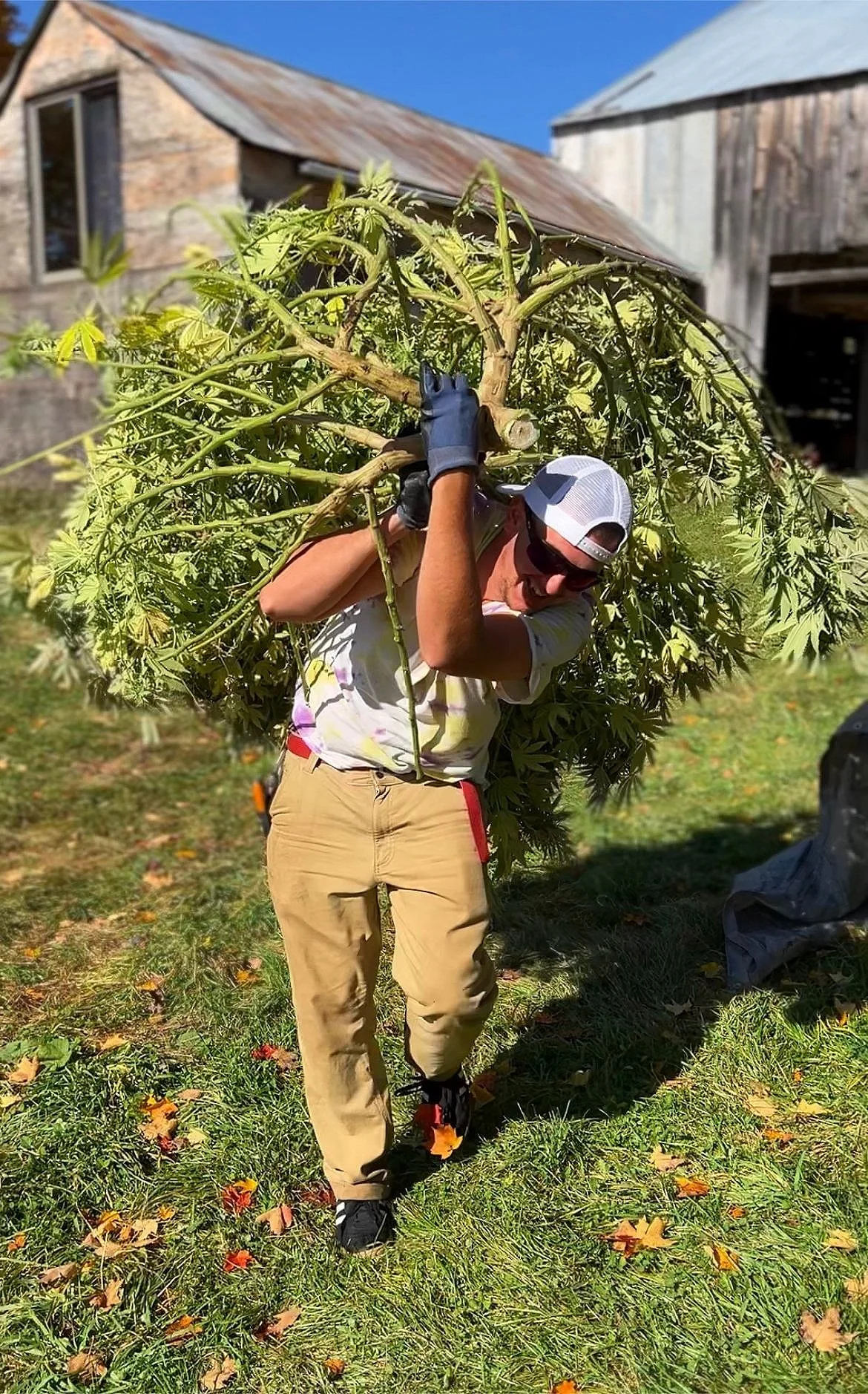 Cannabis Social Clubs - Alle unter einem Dach