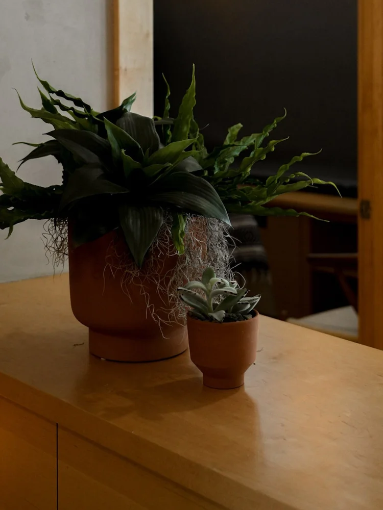 Green plants in terracotta pots at the clinic