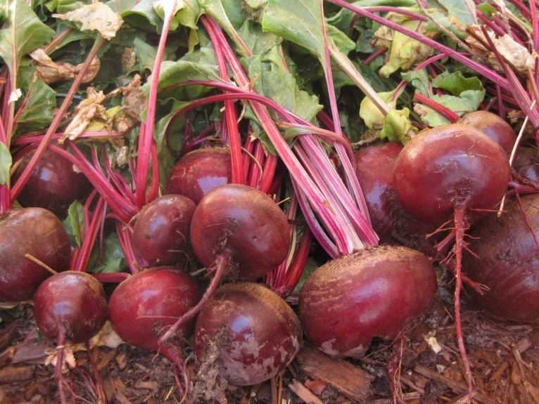 Beets1-766x575.jpg