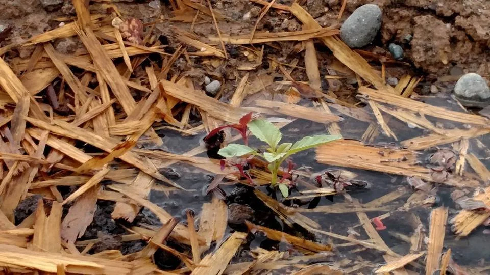 Necessary hydration.