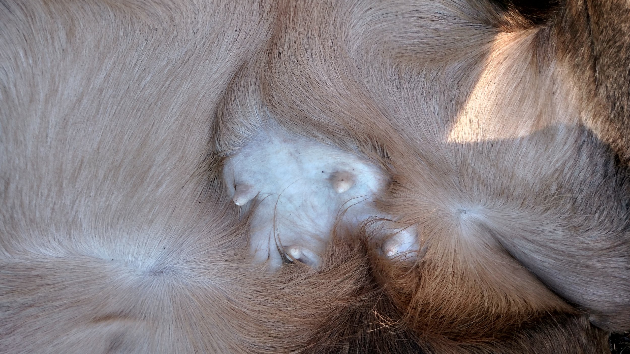 Mother. Cow Elk. Tusas Creek, New Mexico.
photo by Christie Green.