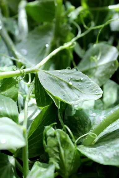 Pea shoots and tendrils from Christie Green’s garden made into pea green salad.