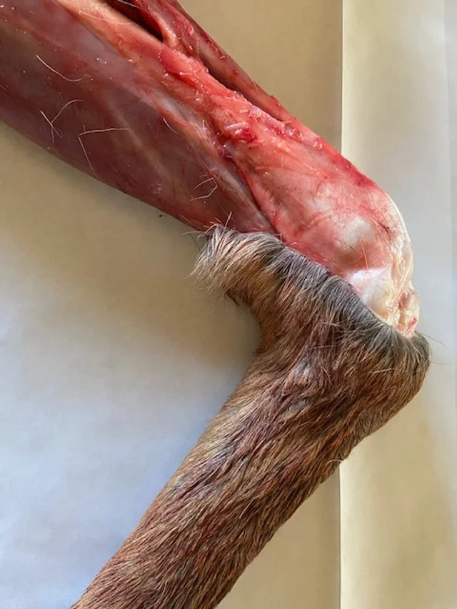 Hide. Bone. Tendons. Muscle. Young bull elk. Cebolla, New Mexico.
photo by Christie Green.
