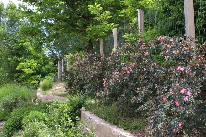 Red Leaf Rose helps beautify and fortify security of periphery fence.