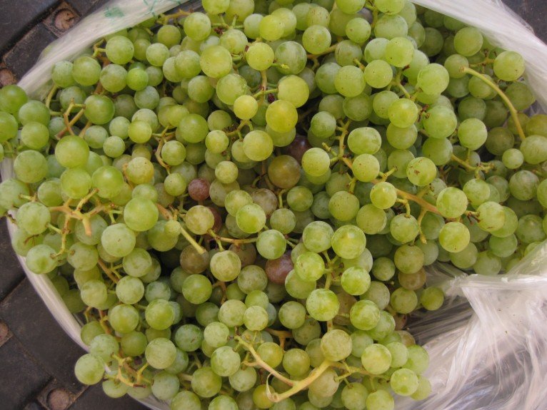 Grapes-766x575.jpg