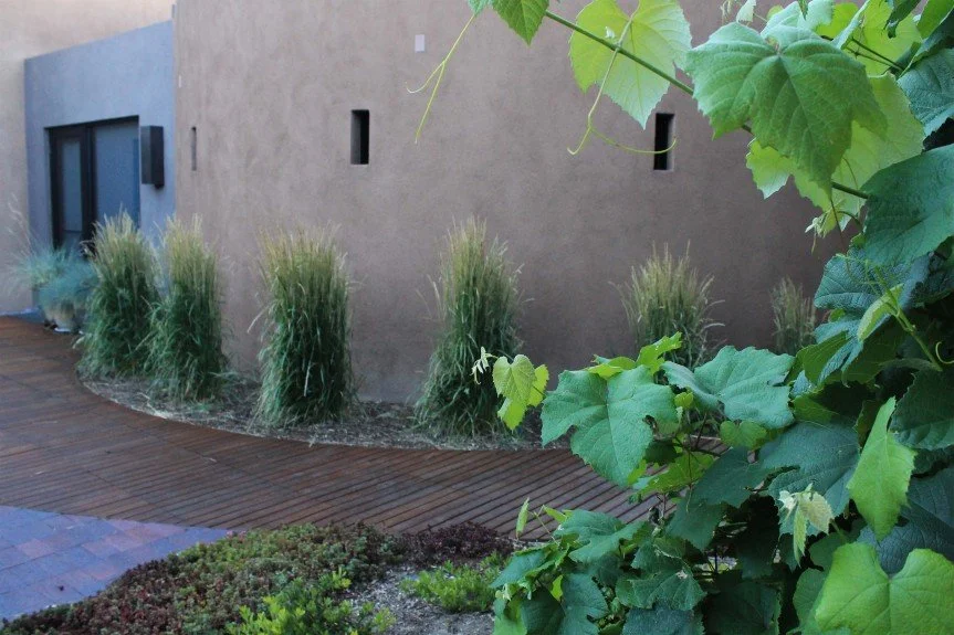 Inner courtyard meditation hall grasses with a glimpse of grapes.