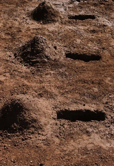 The graves and breast-like mounds are formed.