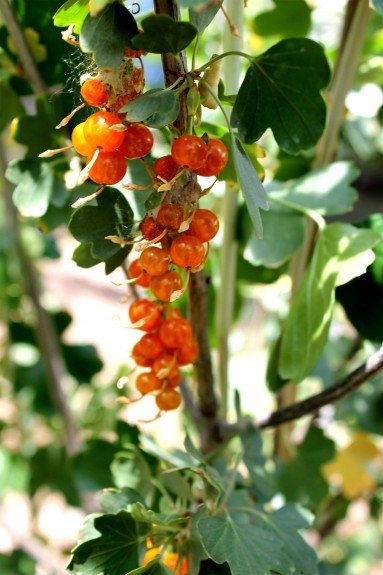 Golden Currant along edible fence.