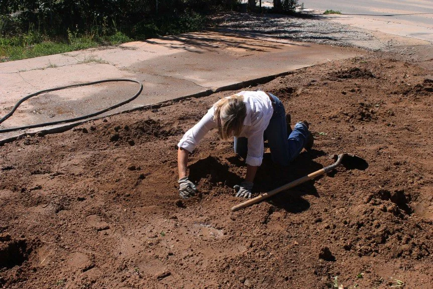 Working the soil after tilling in cover crops.