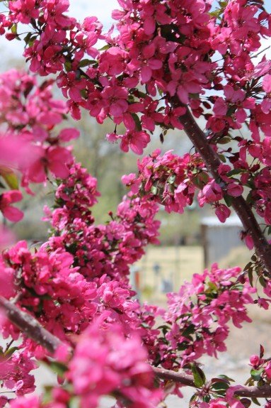 Crabapples in the orchard add a burst of color.