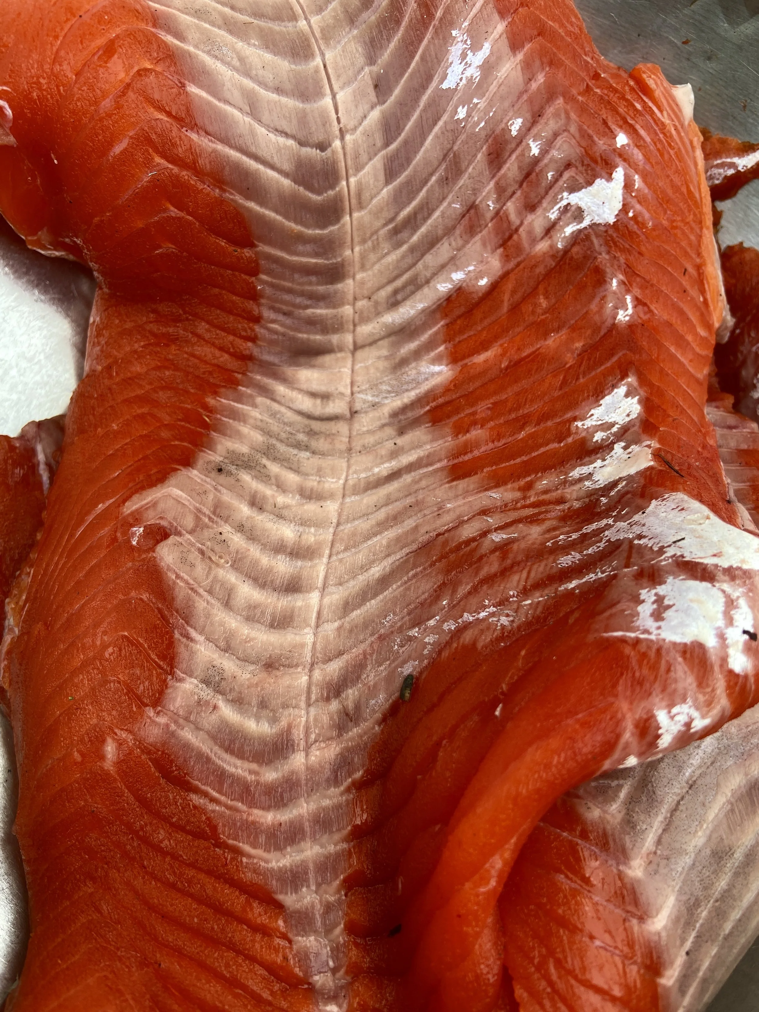 Sockeye. Kenai, Alaska.
photo by Christie Green.