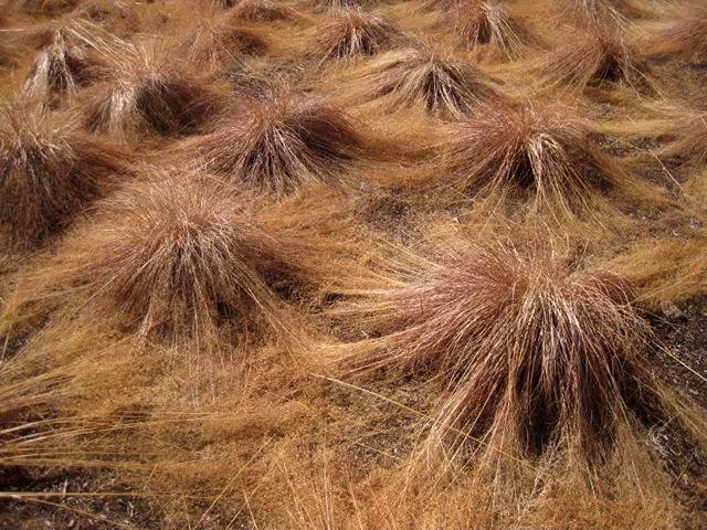 Sand Love grass winter sculpture.