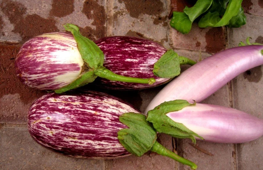 CGREEN_Eggplant-888x575.jpg