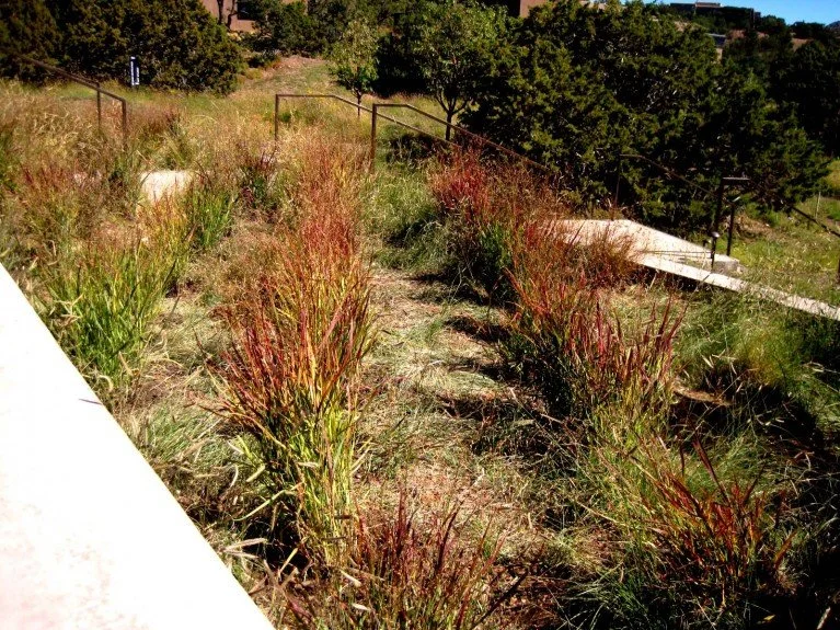 Front entrance Heavy Metal Switch Grass.