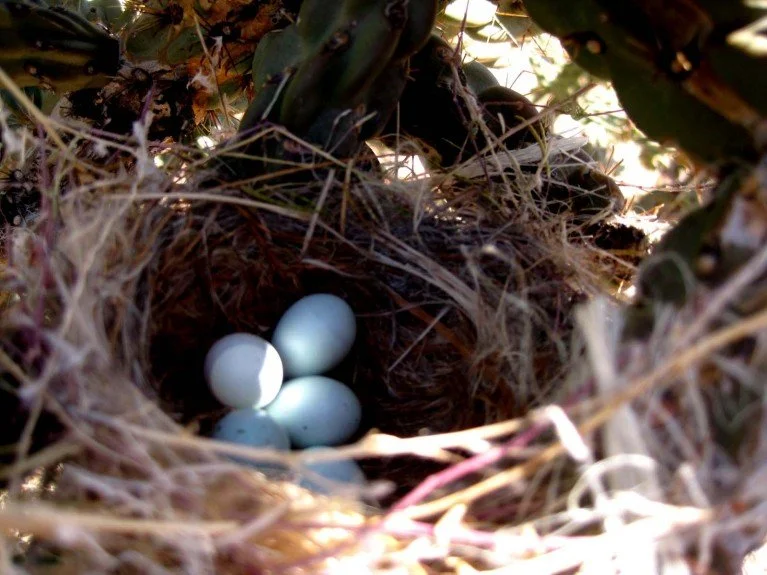 Nest protected in spiny Cholla.