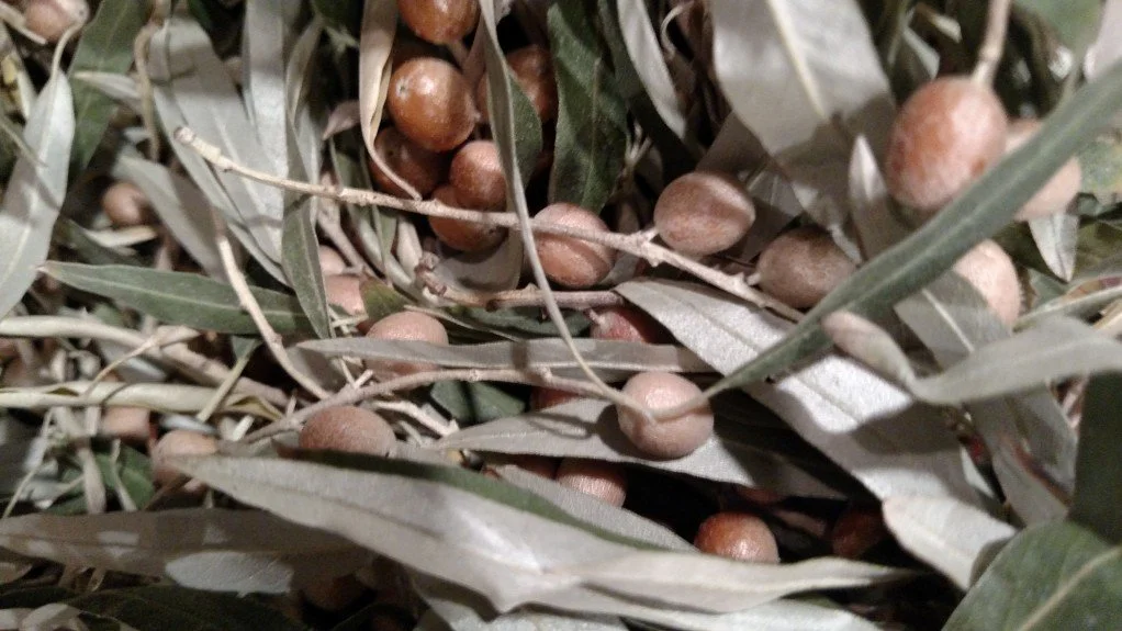 Russian Olive fruit and leaves.