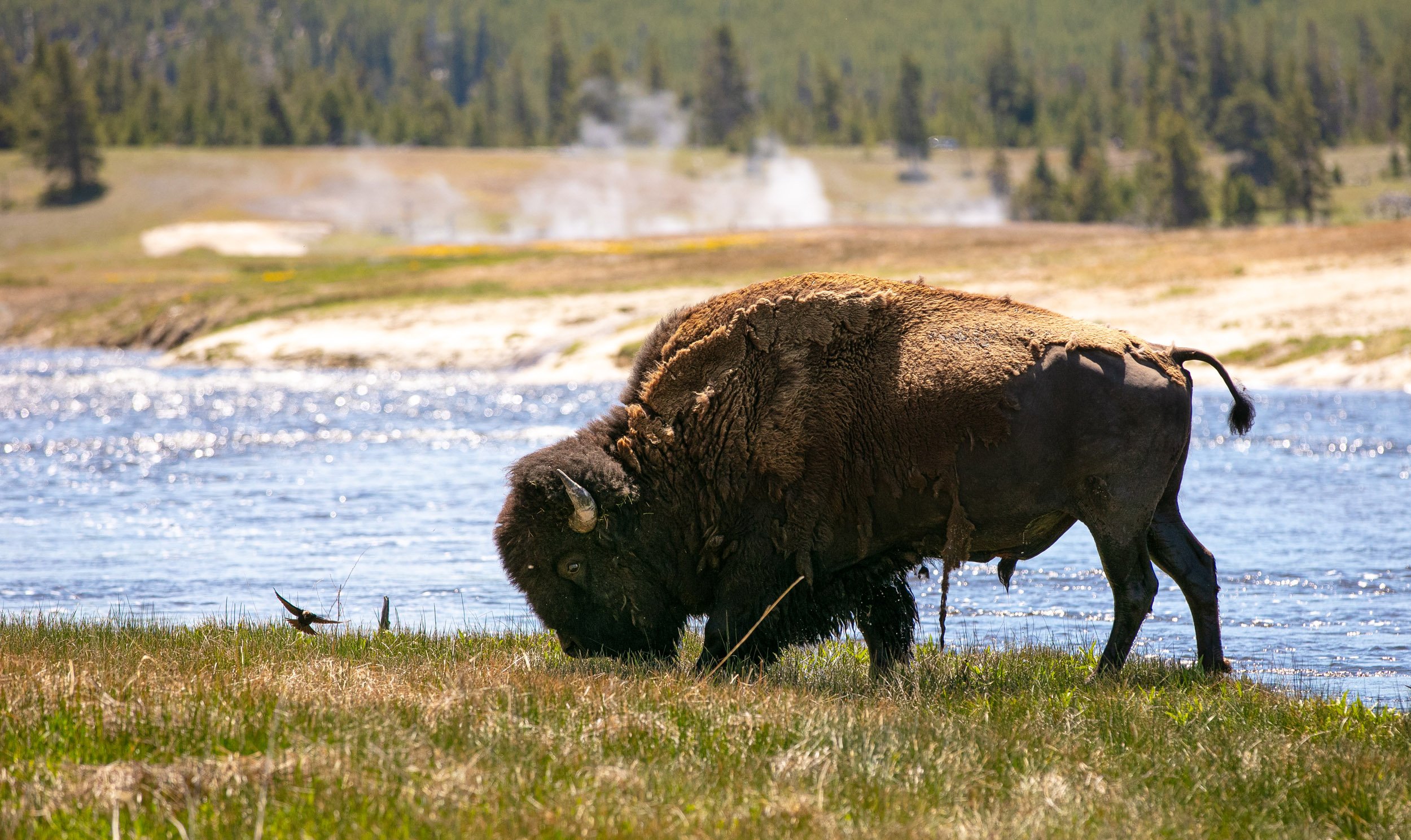 jackson_yellowstone-15.jpg