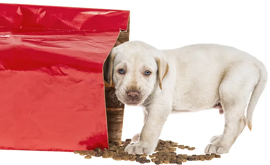 Cute puppy standing next to an open red bag of dog food with spilled kibble on the floor.
