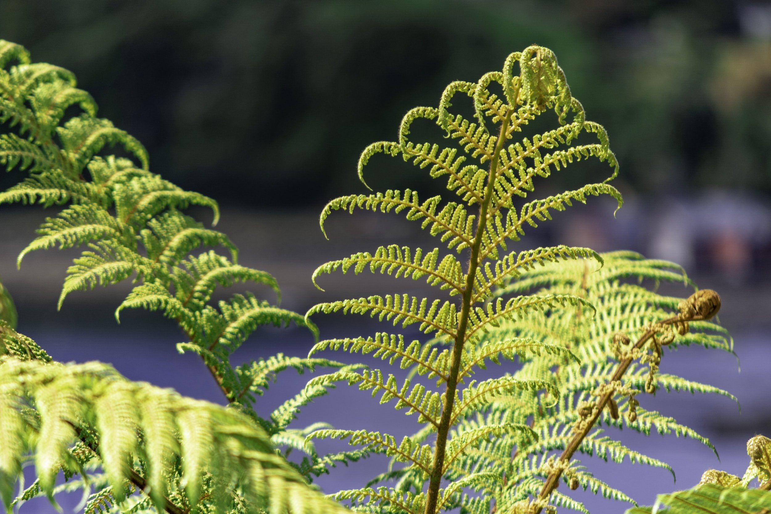 Mana Whenua Values Assessment