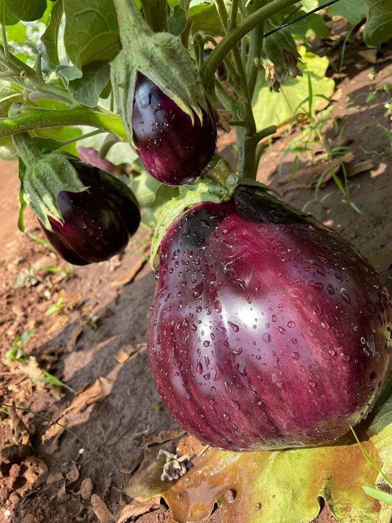 WhatsApp Image 2023-03-08 at 2.37.21 PM.jpeg