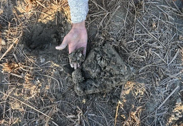 Rebuilding the Foundations of Life: Pathways of Soil Restoration and Climate-Resilient Farming in Eastern Gangetic Plains of India