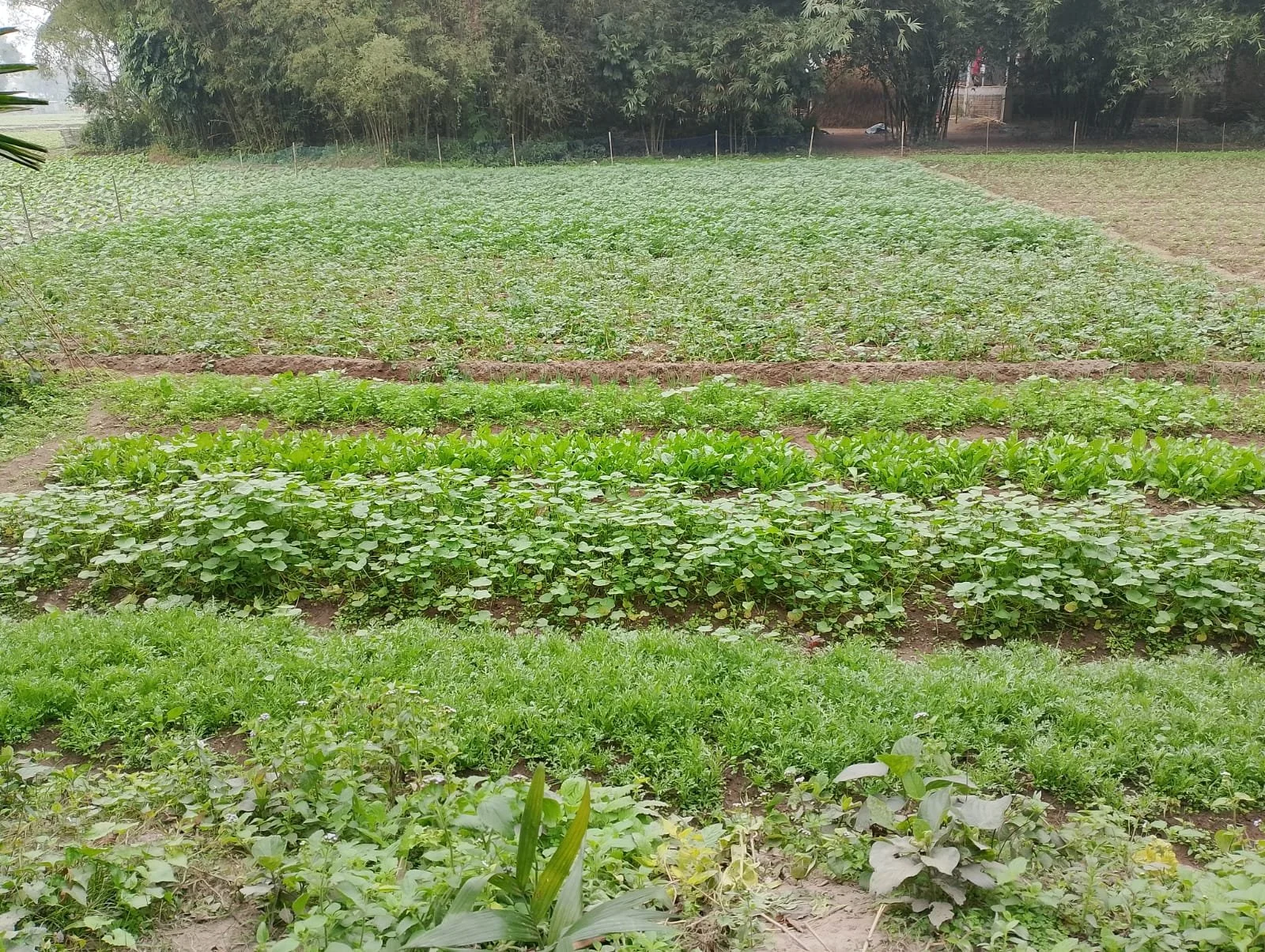 Understanding nuances of smallholder farmer’s dietary diversity