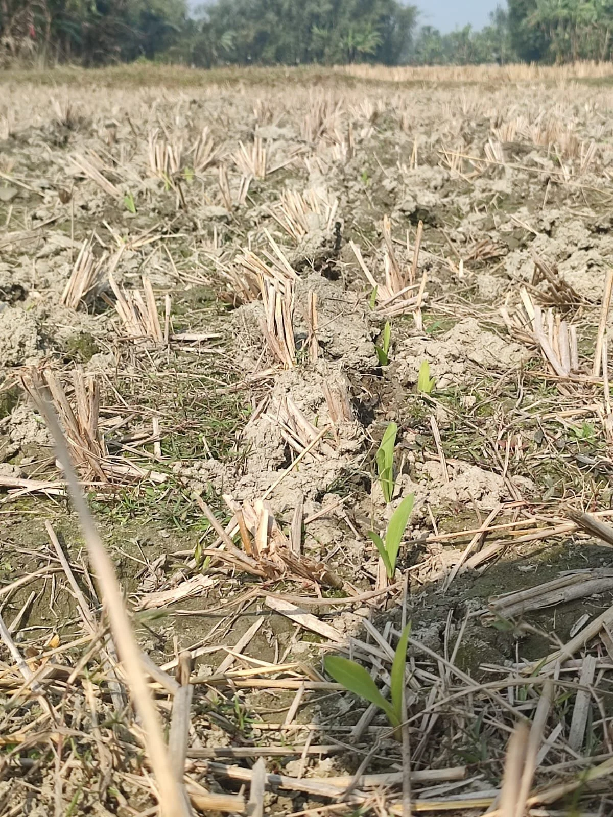 Farming Through Uncertainty: A Smallholder’s Experience in Rupantar