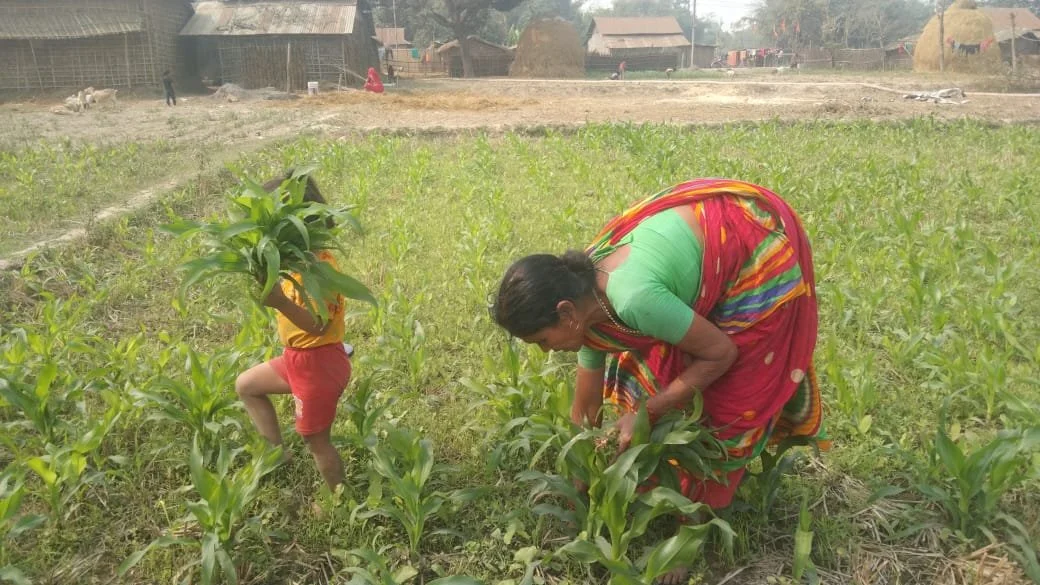 The Missing Generation in Nepali Agriculture: How Youth Migration is Reshaping Farming