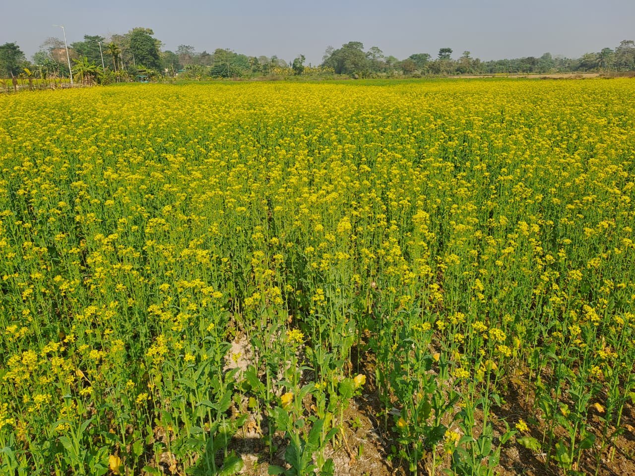 From Monocultures to Resilient Farms: Agroecology and Innovative Practices in the Eastern Indo-Gangetic Plains