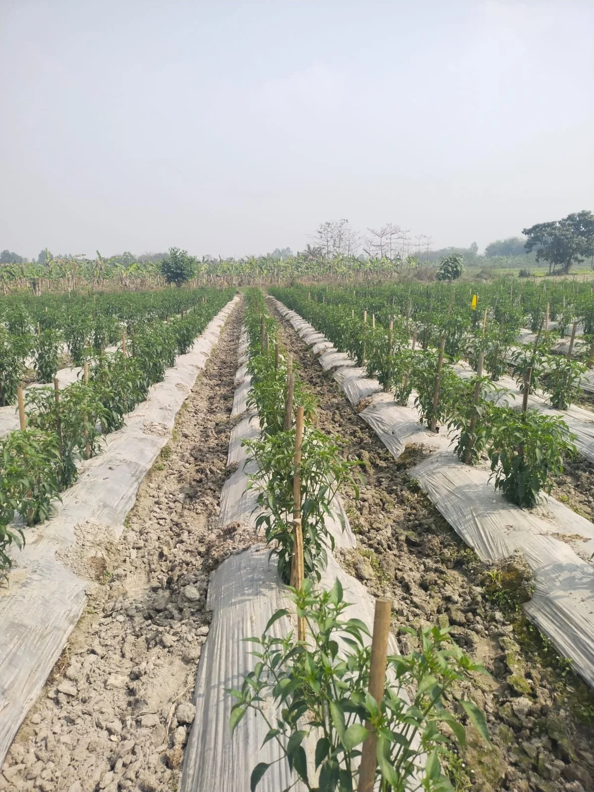 IMG-20260403-WA0006 (1).jpg