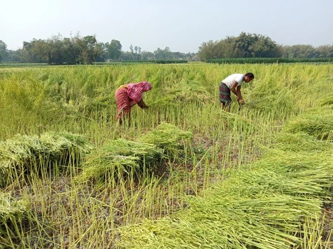 Scaling Smart: Why Agricultural Innovations Must Navigate Trade-Offs and Synergies